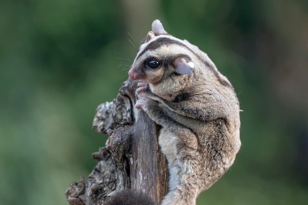 Bebé planeador de azúcar en una rama de árbol