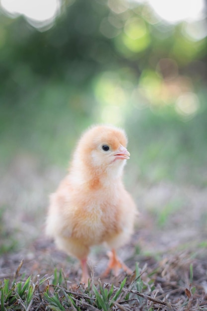 Foto un bebé pollo en el jardín