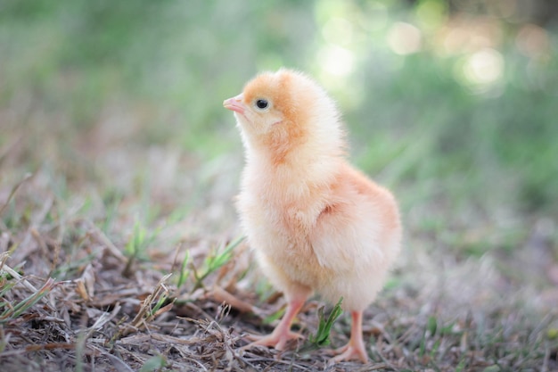 Un bebé pollo en el jardín