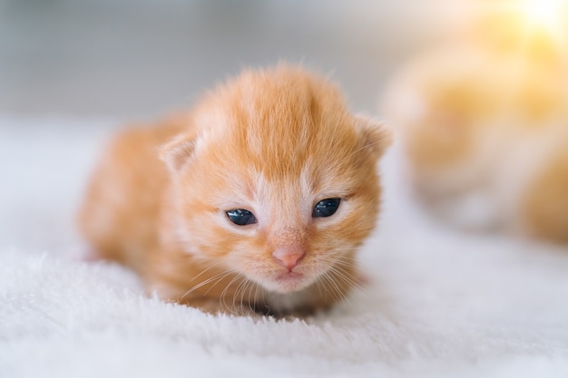 Bebé recién nacido gato rojo durmiendo