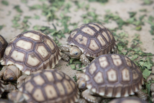 Bebé recién nacido sulcata tortuga