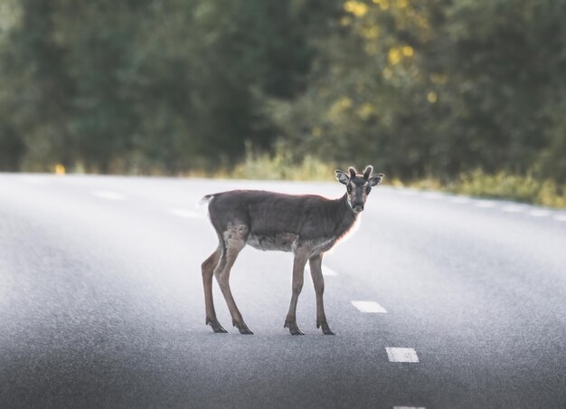 bebé reno cruza la carretera en el bosque