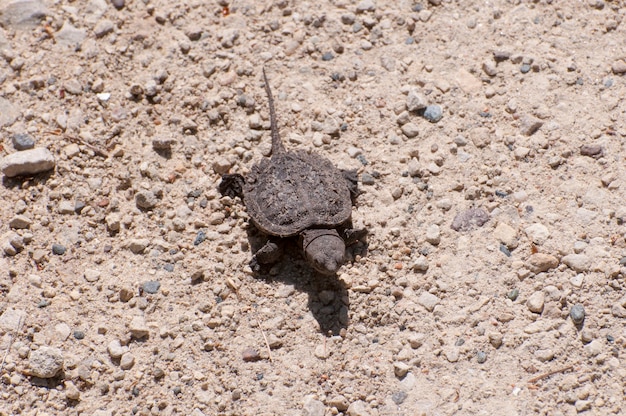 Bebê Snapping Turtle, Chelydra serpentina, indo para o lago.