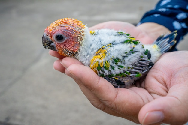 Foto bebê sol conure pássaro na mão