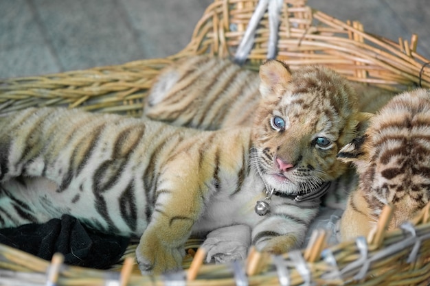 bebé tigre de Bengala sin motivo en la cesta