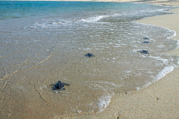 Bebé tortugas marinas caminando desde la playa hacia el océano
