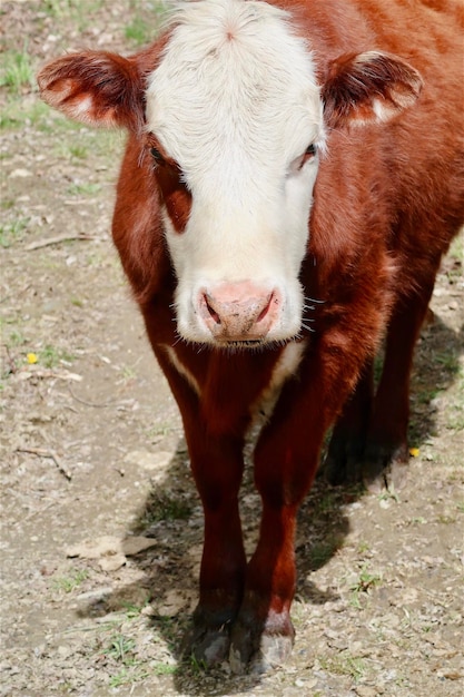 Un bebé vaca lindo en un pasto