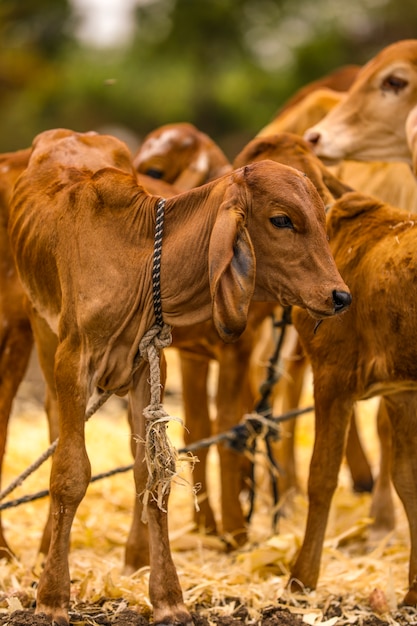 Bebê vaca no campo da agricultura