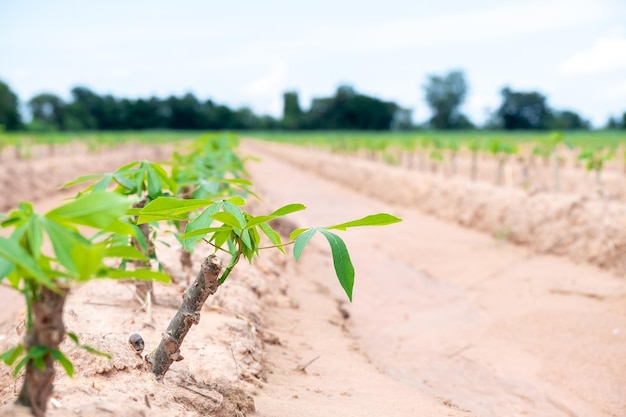 El bebé de yuca en los campos de yuca en la temporada de lluvias tiene vegetación y frescura Muestra la fertilidad de la hoja de yuca verde del suelo