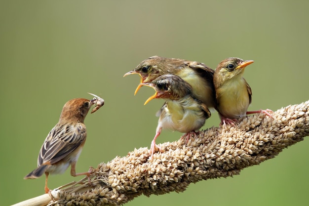 Bebê Zitting Cisticola pássaro esperando por comida de sua mãe Zitting Cisticola pássaro no galho