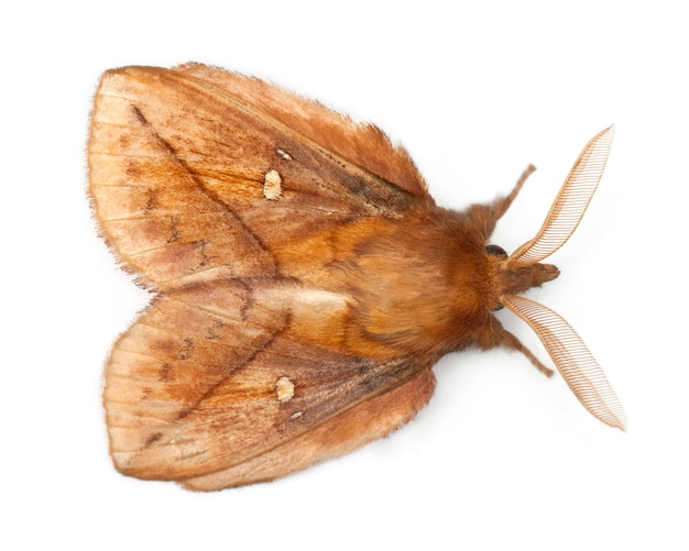 El bebedor masculino (Euthrix potatoria) es una polilla