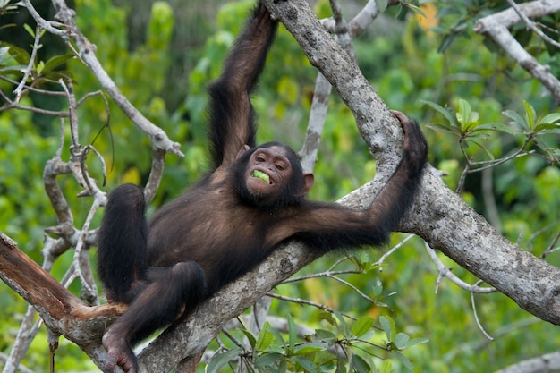 Bebês de chimpanzés em árvores de mangue