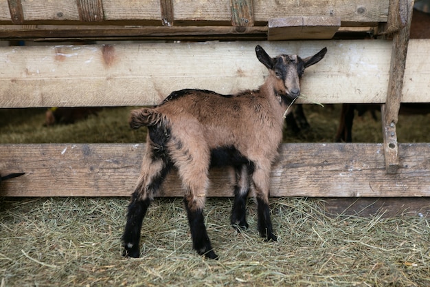 Bebês fofos em uma fazenda