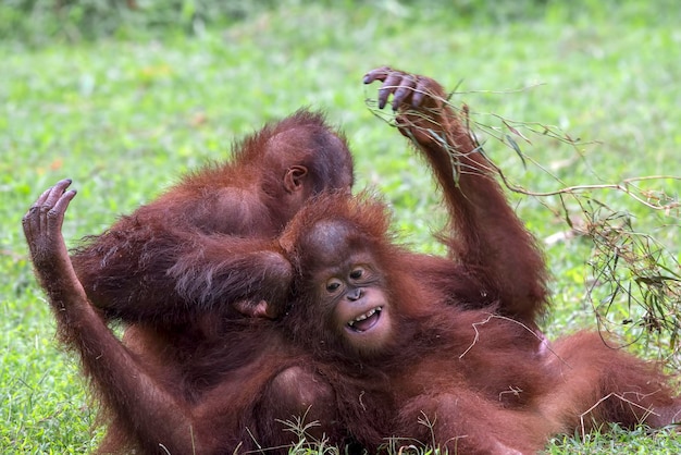 Foto bebês orangotangos brincando no campo