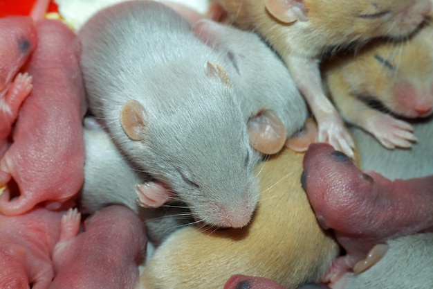 Bebês ratos, ratos domesticados.