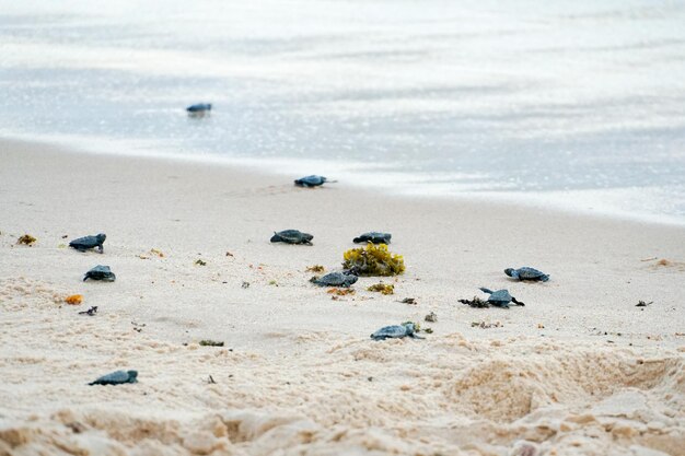 Bebés tortugas dando sus primeros pasos hacia el océano Praia Do Forte Bahia Brasil