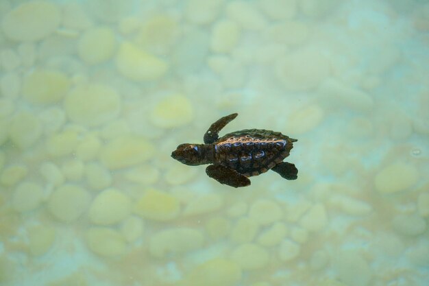 Bebés tortugas marinas que nacen nadando y atrapando comida bajo el agua de mar clara