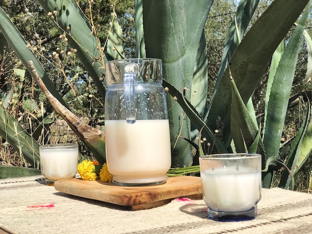 Bebida fermentada tradicional mexicana chamada Pulque em xícaras de barro com cacto agave