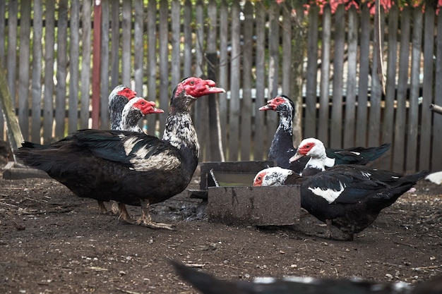 Bebidas de patos en zona rural.