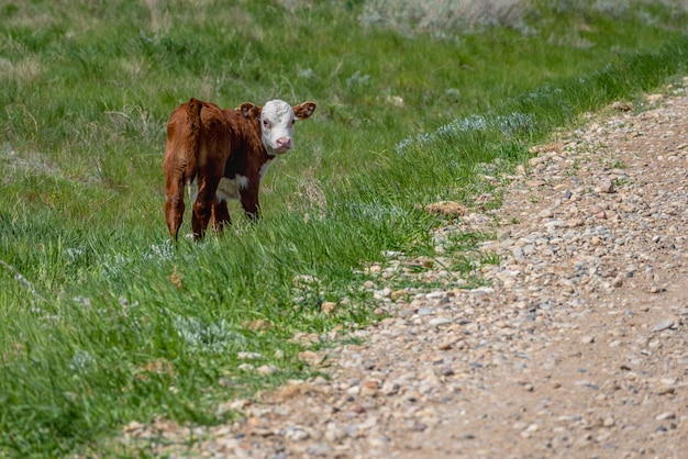 Un becerro de hereford parado solo en la hierba en saskatchewan, canadá