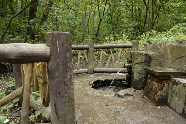 Beco através da floresta verde no bosque de Vinnovskaya Ulyanovsk Rússia