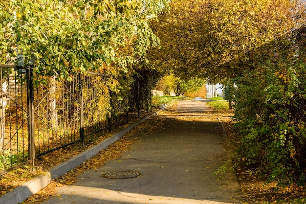 Beco com árvores de bordo em um parque da cidade no outono