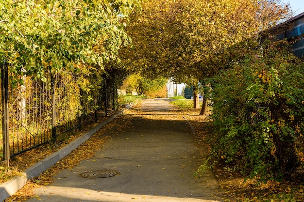 Beco com árvores de bordo em um parque da cidade no outono