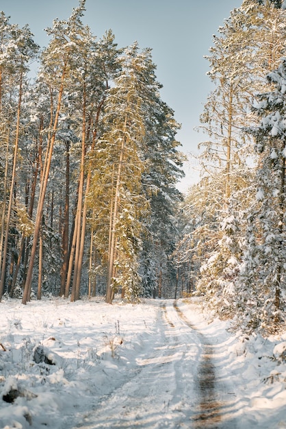 Beco da floresta de inverno coberto pela neve durante a tempestade de neve Caminho rural na floresta durante o inverno