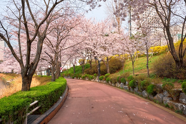 Beco de flor de cerejeira sakura no parque