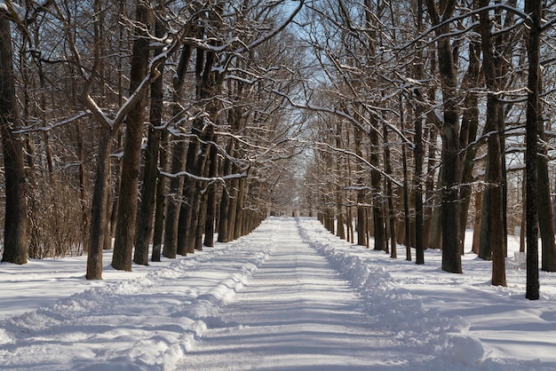 Beco de rampa no Parque Catherine de Tsarskoye Selo em um dia ensolarado de inverno Pushkin São Petersburgo Rússia