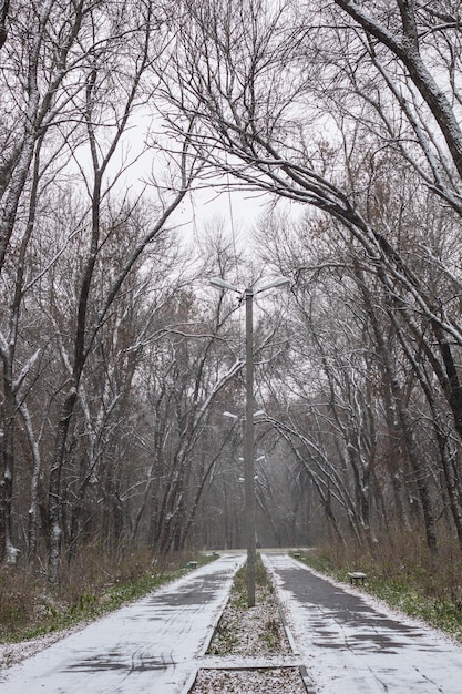 Beco do inverno entre as árvores congeladas