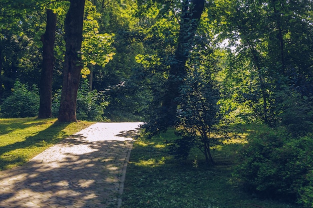 Beco do parque de verão com árvores e raios de sol atravessando as folhas lugar aconchegante e pitoresco para relaxar e passear Atmosfera de solidão fotografia de stock