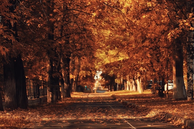 beco na paisagem do parque no outono, paisagem sazonal da estrada amarela do outono em outubro na cidade