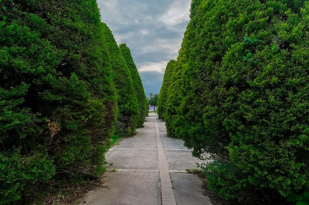 Beco no parque com pedras de pavimentação e árvores cortadas redondas ao longo do parque com árvores aparadas ao longo do