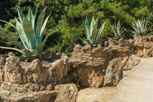 Beco panorâmico de agave em grandes potes de pedra no famoso parque guell, em barcelona