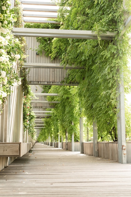 Beco verde do parque, bancos de madeira e paredes com rosas brancas