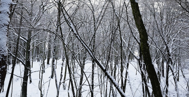 Bedeckt mit flauschigem Schneewald im Winter, Landschaft bei kalten Frostbedingungen