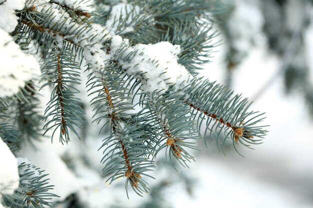 Bedeckt mit Schneezweig der Fichte, im Freien