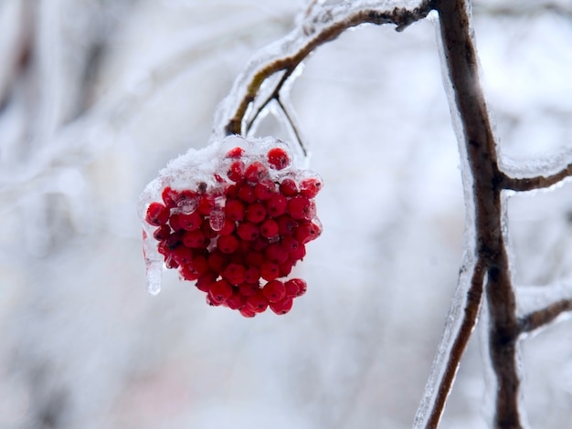 Bedeckte eisrote Beere der Erdbeere im Winter in Moskau, Russland