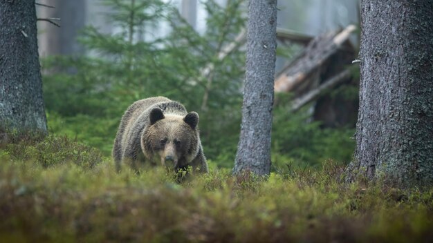 Foto bedrohlicher brauner bär nähert sich im sommerwald von vorne