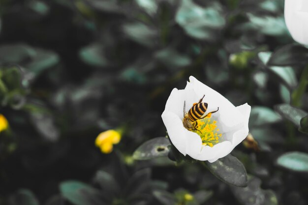 Bee está sugando o néctar de uma flor branca plantada na montanha.