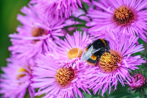 Foto bee está trabalhando na flor aster amellus