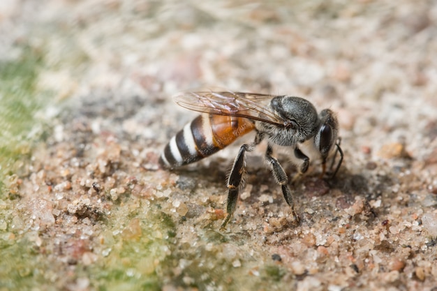 Bee Makro füttert aus den Grund.