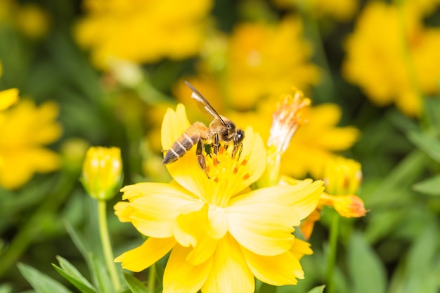 Bee procurando néctar