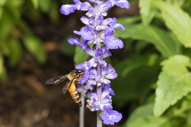 Bee procurando néctar