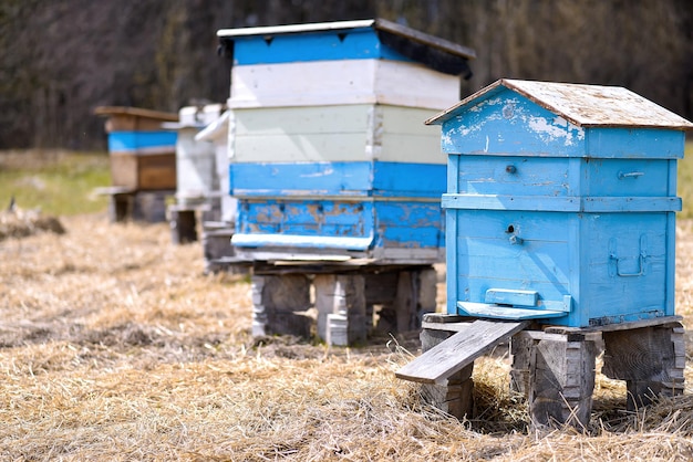 Bee ulii em pé no campo no verão