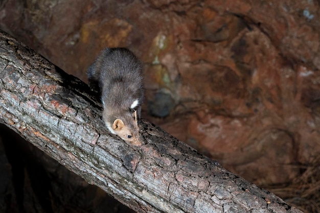 Beech marten stone marten house marten o marta de pecho blanco Martes foina Málaga España