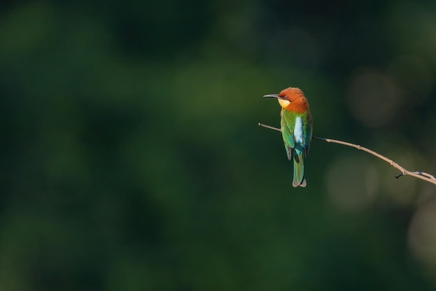 Beeeater cabeza castaña