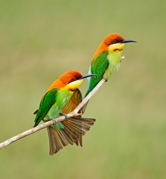 Foto beeeater cabeza castaña