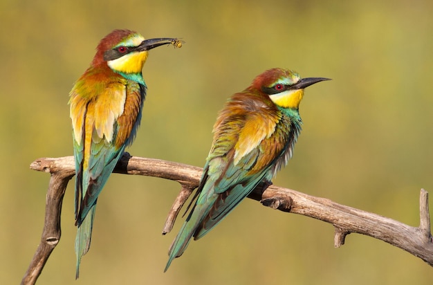 Beeeater común merops apiaster Dos pájaros están sentados en una rama